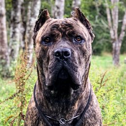 Beaucerons and Cane Corso from Svajonė Kennels