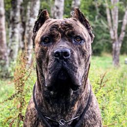 Beaucerons and Cane Corso from Svajonė Kennels