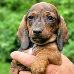 Lacey- Cuddle Supreme - Brindle female Dachshund puppy in Mountain Grove, Missouri from Blueprint K9 Dachshunds- www.BlueprintK9.com
