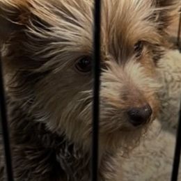 Yorkshire Terriers from Cane River Canines
