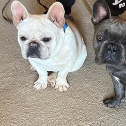 French Bulldogs from Burke’s Ranch French Bulldogs