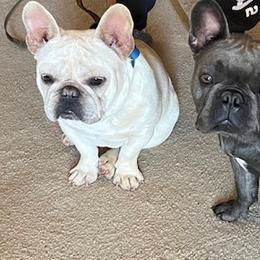 French Bulldogs from Burke’s Ranch French Bulldogs