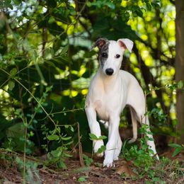 Whippet Puppies from Aperture Whippets