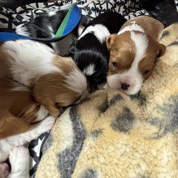 Cavalier King Charles Spaniel and Labrador Retriever Puppies from This & That Ranch