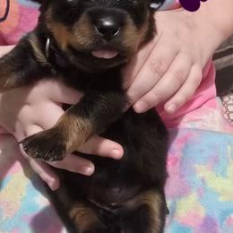 Girl 3 - Black and rust female Rottweiler puppy in San Antonio, Texas from HAUS OF RZA