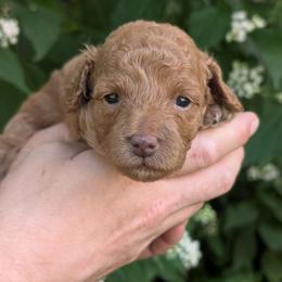 Topanga - Apricot female Cavapoo puppy in Coshocton, Ohio from Forever Family Puppies