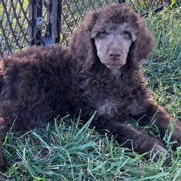 Cicada - Brindle male Poodle puppy in Overbrook, Kansas from Hidden Springs Poodles LLC