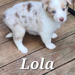 Girl 4 - Fawn female Companion Cross puppy in Utica, New York from Australian Cattle Dog Mix