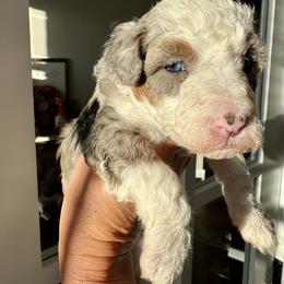 Aussiedoodle and Bernedoodle Puppies from LolliPop Farms