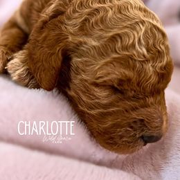 Charlotte- Apricot Tuxedo Girl - Apricot female Poodle puppy in Hickory, North Carolina from Wild Grace Farm Pups