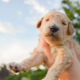 Pick 6 in litter - Cream male Poodle puppy in Orem, Utah from First Class Poodles