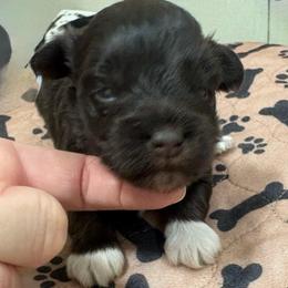 OP pup - Liver male Miniature Schnauzer puppy in Benson, North Carolina from A Bundle of Love