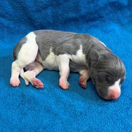 Pistol - White and blue female Whippet puppy in Gentry, Arkansas from Mardel Robeson of Mulberry Hollow Whippets