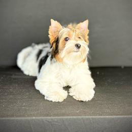 Girl 1 - Black tan and white female Biewer Terrier puppy in Lathrop, California from Forever Charmed