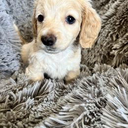 Ivy - Cream Dachshund puppy in Highland, California from BAES Teufelshunde