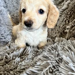 Ivy - Cream Dachshund puppy in Highland, California from BAES Teufelshunde