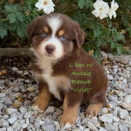 Violet - Red tri female Miniature Australian Shepherd puppy in Midway, Texas from L Bar W Aussie Ranch