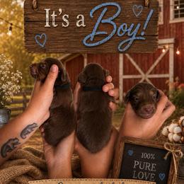 Chocolate and Tan . 1500 - Chocolate and tan male Dachshund puppy in Williston, Florida from Teenie Weenie Dachshunds