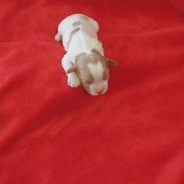 Girl 3 - Blenheim Cavalier King Charles Spaniel puppy in Stilwell, Oklahoma from Parker's Pups