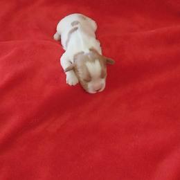 Girl 3 - Blenheim Cavalier King Charles Spaniel puppy in Stilwell, Oklahoma from Parker's Pups