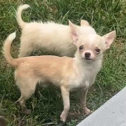 Toby - Cream and white male Chihuahua puppy in New Castle, Delaware from Sasha’s Elite Kennel LLC