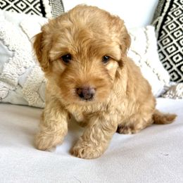 Goldendoodles and Golden Retrievers from Dream Catcher Goldendoodles