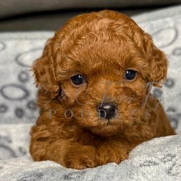 Ember - Red  female Poodle puppy in Austin, Texas from C & C Texas Toy Poodles