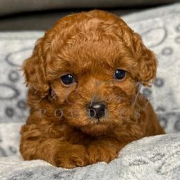 Ember - Red  female Poodle puppy in Austin, Texas from C & C Texas Toy Poodles
