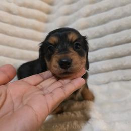 Juliet - Black and tan female Dachshund puppy in Rialto, California from DashiesDachLLC