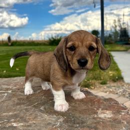 Maddie - Cream female Dachshund puppy in Shelley, Idaho from Journey’s End Dachshunds