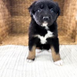 Chucky - Black tri-color male Australian Shepherd puppy in Unionville, Iowa from Soap Creek Kennels