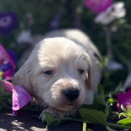 Dreamy - Cream female Dachshund puppy in Paris, Texas from Michel Creek Kennel