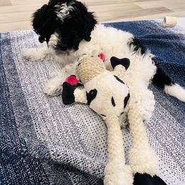 Goldendoodle Puppies from Labradoodleday