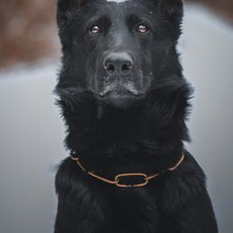 Afra - German Shepherd