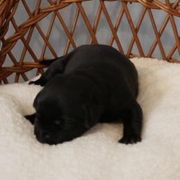 Midnight - Black male Labrador Retriever puppy in Buffalo Valley, Tennessee from Buffalo Valley Breeders