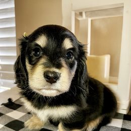 Cappuccino Black and cream male - Black and cream male Dachshund puppy in Wylie, Texas from Karas Royal Dachshunds