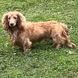 Bruno - Dachshund