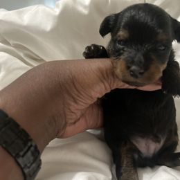 Carter - Black and tan male Yorkipoo puppy in Cerritos, California from Tru's Poo's