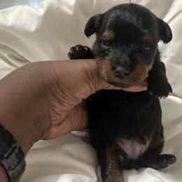 Carter - Black and tan male Yorkipoo puppy in Cerritos, California from Tru's Poo's