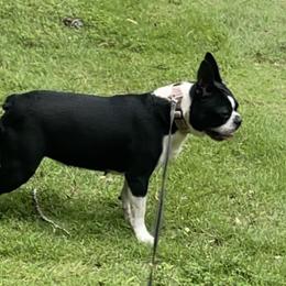 JoJo - Boston Terrier
