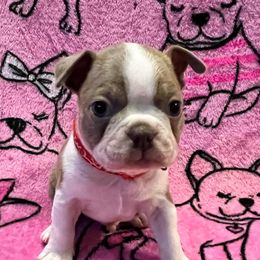 Boston Terrier Puppies from Heather's Boston Babies