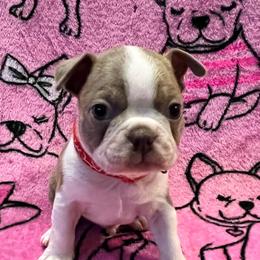 Boston Terrier Puppies from Heather's Boston Babies