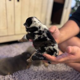 Boy 1 - Black tri-color male Bulldog puppy in Hopkins, Missouri from Mowry Creek Mini Aussiedoodles and More