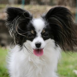 Sprite - Papillon