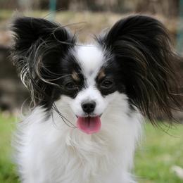 Sprite - Papillon