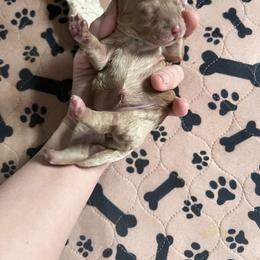 Elm- Female 3 - Cream female Cockapoo puppy in Mountain View, Missouri from Gastineau Doodles