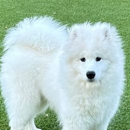 Samoyed Puppies from Hill Country Samoyeds