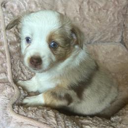 Dolly - Red merle female Miniature Australian Shepherd puppy in Greensboro, North Carolina from Mike & Josh- Small Mini/Toy Aussies