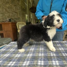 Bearded Collie and Border Collie Puppies from Beloved Bearded & Border Collies