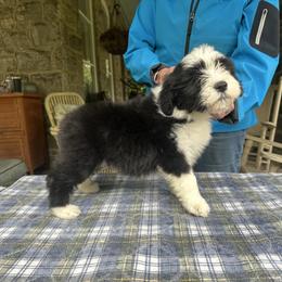 Bearded Collie and Border Collie Puppies from Beloved Bearded & Border Collies